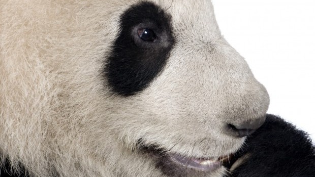 What Google’s Latest Panda Update Means for Your SEO