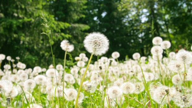 3 Reasons to Lead from the Weeds