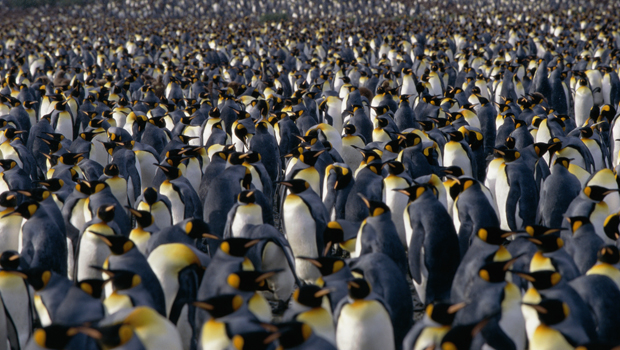 How to Tell If Google’s Penguin 3 is Affecting Your Backlinks [VIDEO]